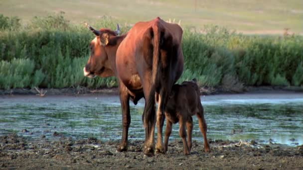 Kráva ošetřovatelství — Stock video