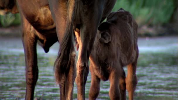 Cow nursing — Stock Video