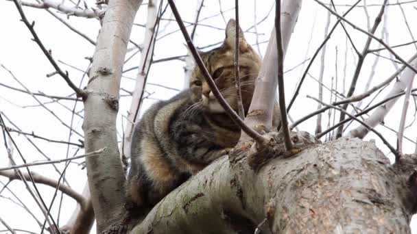 Cat resting on a tree branch — Stock Video