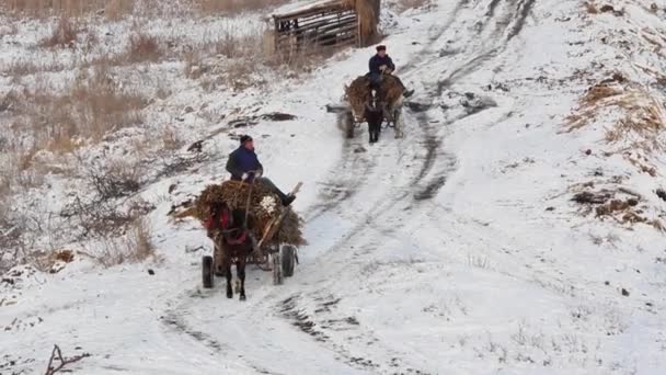 Horse-drawn cart carrying reed — Stock Video