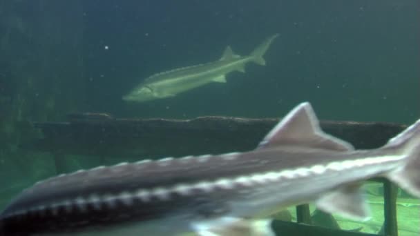 Esturiones en el acuario — Vídeo de stock