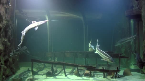 Sturgeons in aquarium — Stock Video