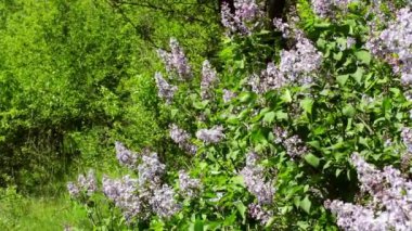 Lila çiçek açması çalılar