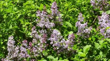 Ormanın Eflatun çiçek açması çalıların