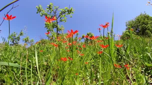 Campo de flores rojas — Vídeo de stock