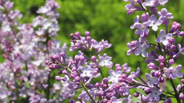 Beautiful blooming lilac branch — Stock Video