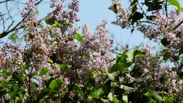 Beautiful blooming lilac branch in the wind — Stock Video