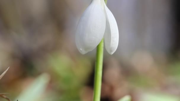 Chute de neige — Video