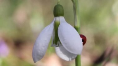 Ladybird kardelen üzerinde