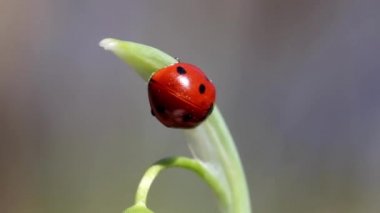 Ladybird kardelen üzerinde