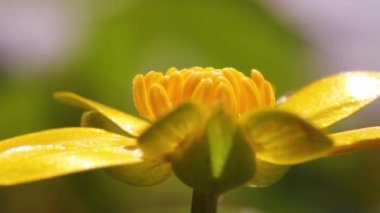 küçük kırlangıçotu