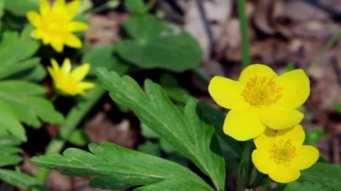 sürünen düğün çiçeği