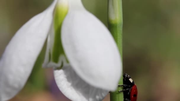 Ladybird kardelen üzerinde — Stok video