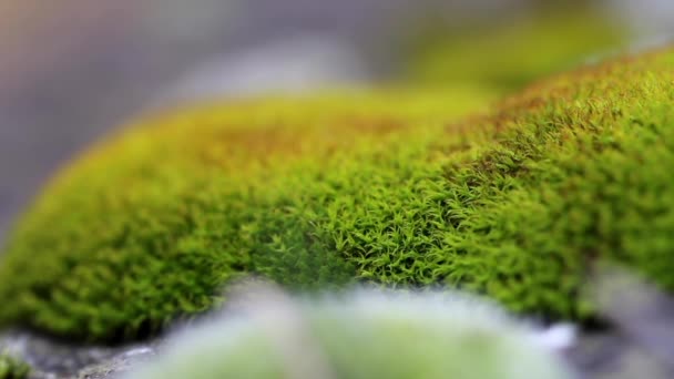 Fresh green natural moss — Stock Video