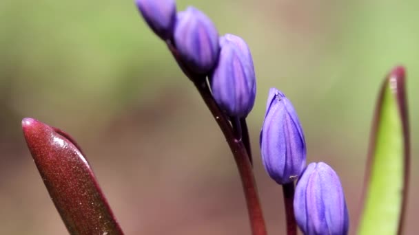 Двостулкові squill — стокове відео