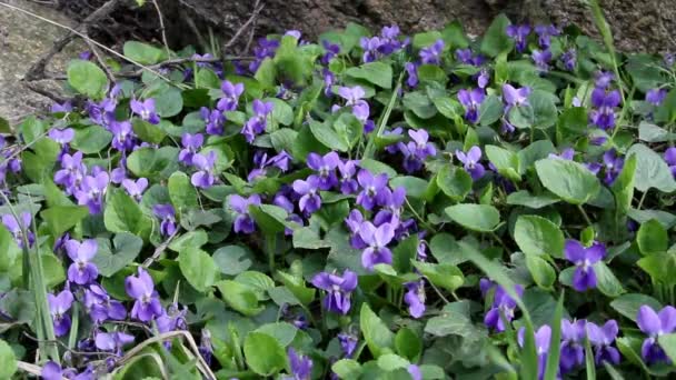 Violeta de madeira — Vídeo de Stock