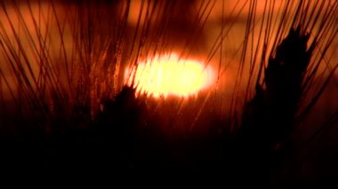 Gün batımında güzel buğday kırpma