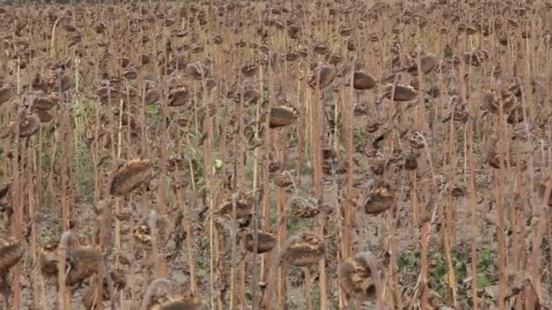 Campo de girassol afetado pela seca — Vídeo de Stock