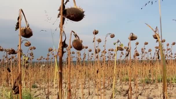 Napraforgó mező szárazság által sújtott — Stock videók