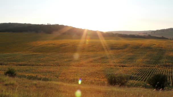 Sonnenblumenfeld bei Sonnenuntergang — Stockvideo