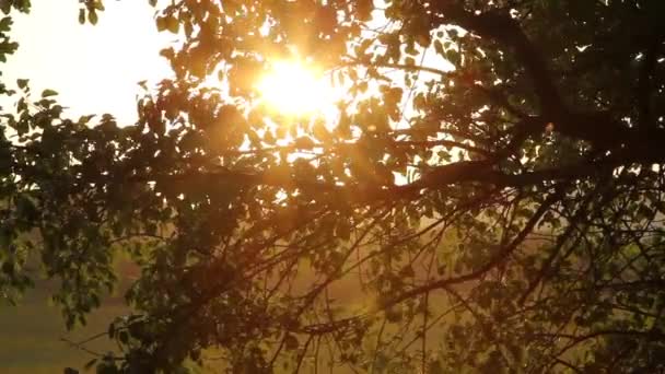 Sunset tree — Stockvideo