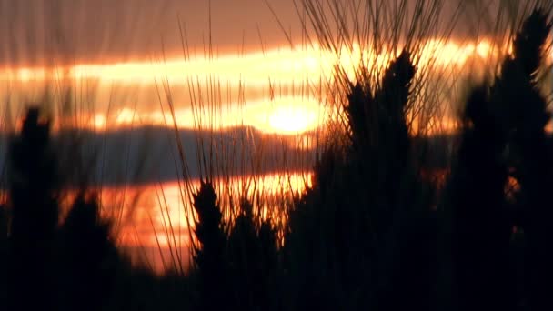 Mooi tarwe gewas bij zonsondergang — Stockvideo