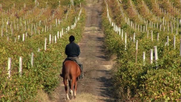 Weinberg im Herbst — Stockvideo