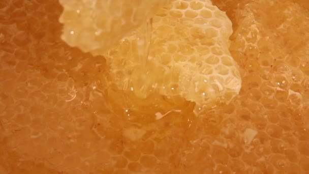 Bienenwaben — Stockvideo