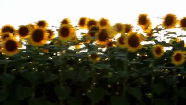 Slunečnice v pohybu — Stock video