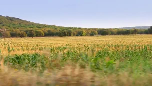 Кукурудзяне поле в русі — стокове відео