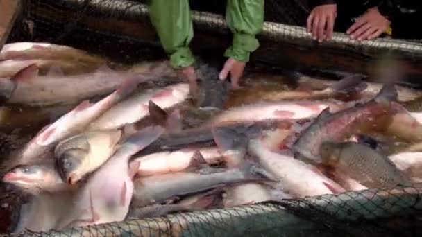 Pesca tradicional — Vídeo de Stock