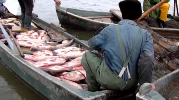 Pesca tradicional — Vídeos de Stock