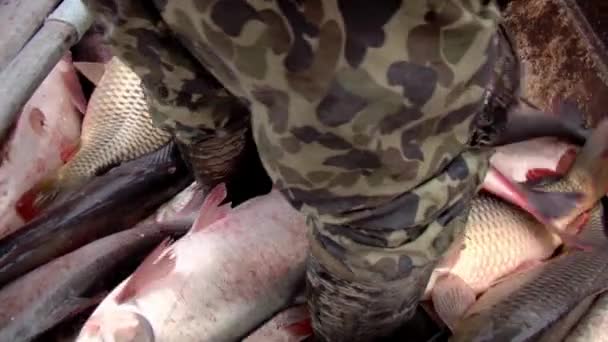 Traditionellt fiske — Stockvideo