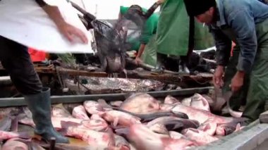 Tuna Deltası'nda geleneksel Balık tutma