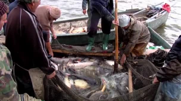 Traditionellt fiske i Donaudeltat — Stockvideo