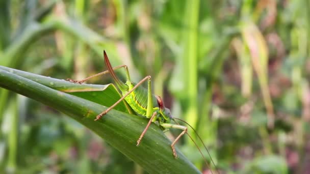 Svärd-tail cricket — Stockvideo