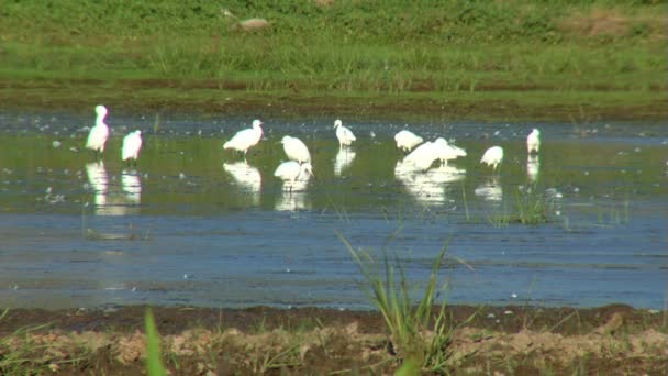 Zilverreigers — Stockvideo