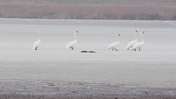 凍った湖で白鳥 — ストック動画
