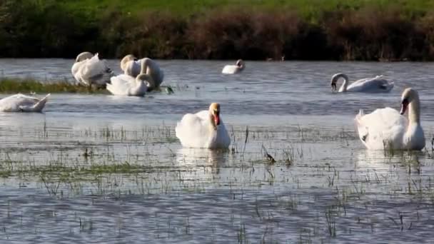 Cisnes en la naturaleza — Vídeos de Stock