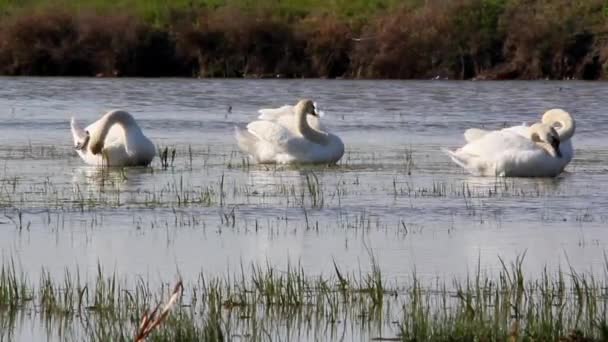 Zwanen in het wild — Stockvideo