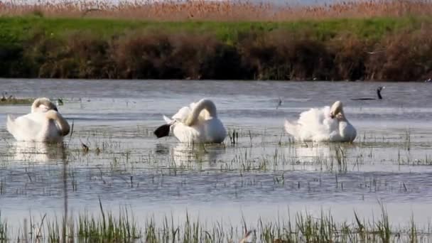 Лебеди в дикой природе — стоковое видео