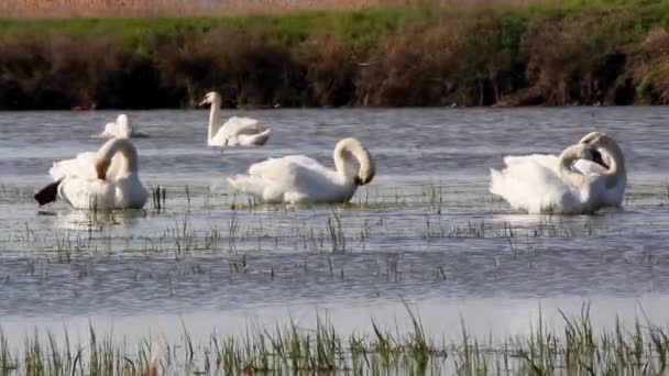 Лебеди в дикой природе — стоковое видео