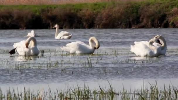 Zwanen in het wild — Stockvideo