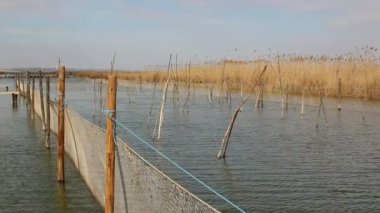 pikeperch gölet büyümek