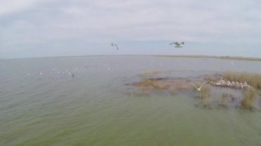 Dalmaçyalı pelikanlar, havadan görünümü kolonileri barındırma Adası