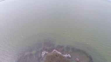 Dalmaçyalı pelikanlar, havadan görünümü kolonileri barındırma Adası