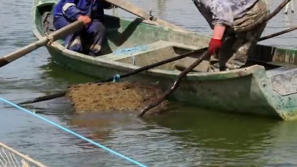 Zander wachsen aus Teich — Stockvideo