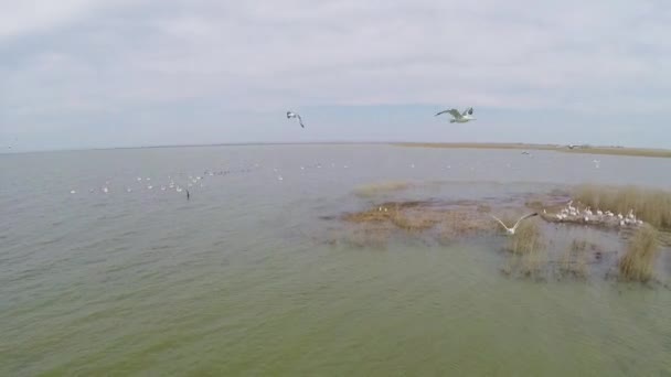 Island hosting colonies of dalmatian pelicans, aerial view — Stock Video