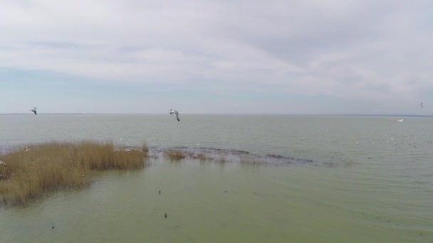 На острове расположены колонии далматинских пеликанов, вид с воздуха — стоковое видео