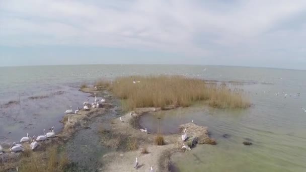 Eiland hosting kolonies van Dalmatische pelikanen, luchtfoto — Stockvideo